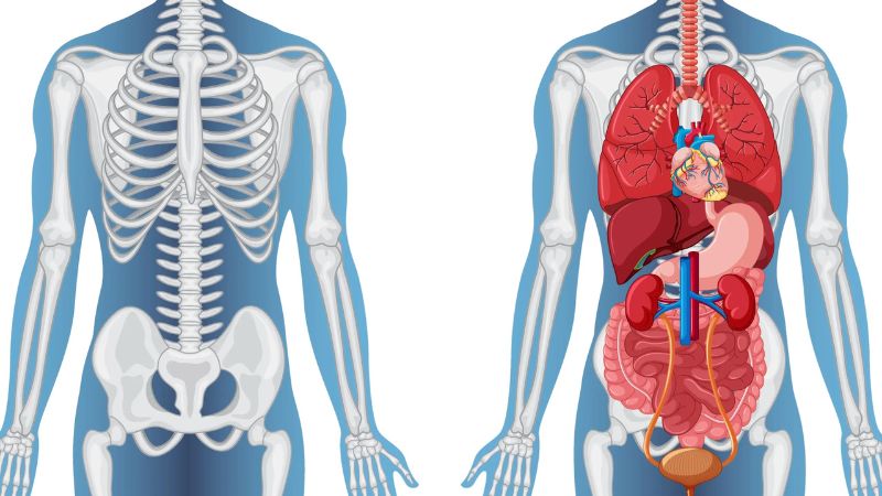 Xương sườn đóng vai trò vô cùng quan trọng trong cơ thể