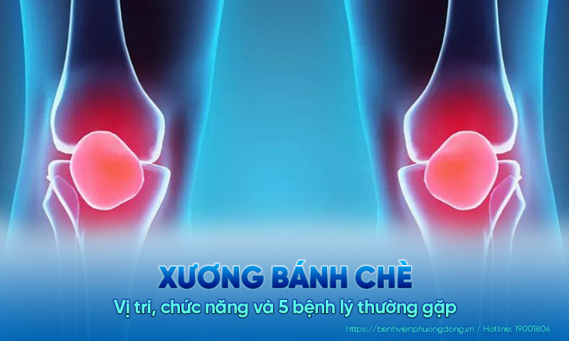 Xương bánh chè: Vị trí, chức năng và 5 bệnh lý thường gặp