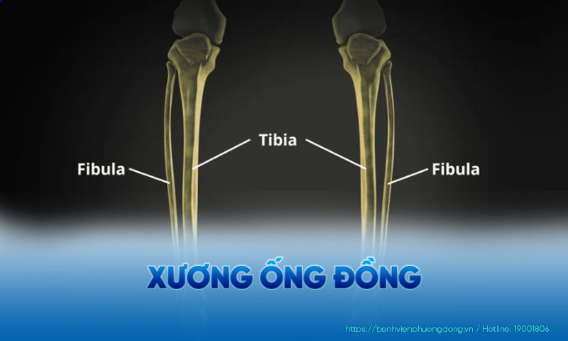 Minh hoạ hình ảnh của xương chày