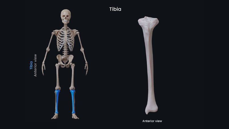 Xương chày là xương chịu trách nhiệm nâng đỡ thân trên, kết nối với xương đùi