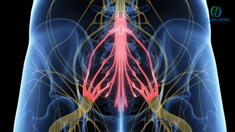 Hình ảnh tổn thương đuôi ngựa