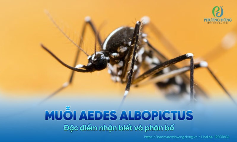 Muỗi Aedes albopictus là gì? Đặc điểm nhận biết và phân bố