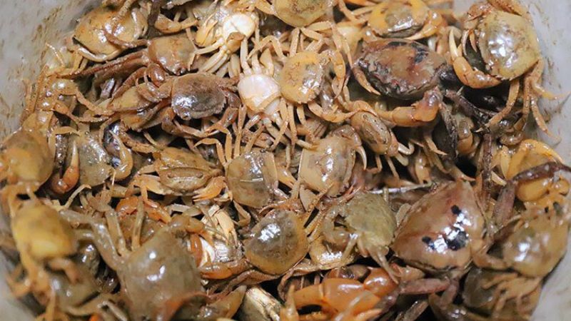 Bạn nên kiêng cua đồng cho đến khi khỏi bệnh