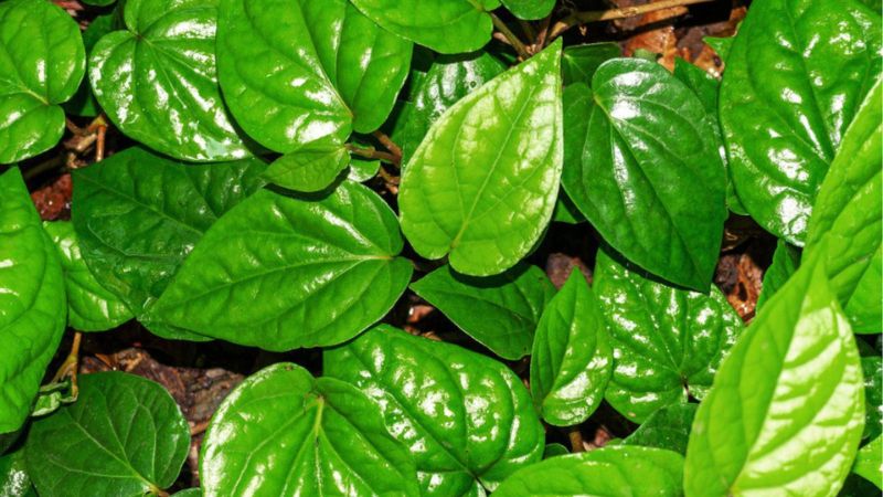 Lá lốt cũng là bài thuốc hỗ trợ giảm nhẹ triệu chứng gai cột sống cổ hiệu quả