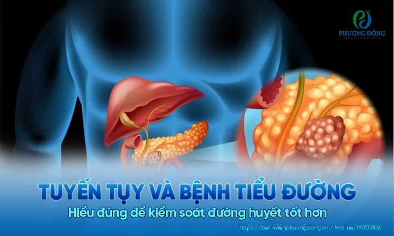Tuyến tụy và bệnh tiểu đường: Hiểu đúng để kiểm soát đường huyết tốt hơn