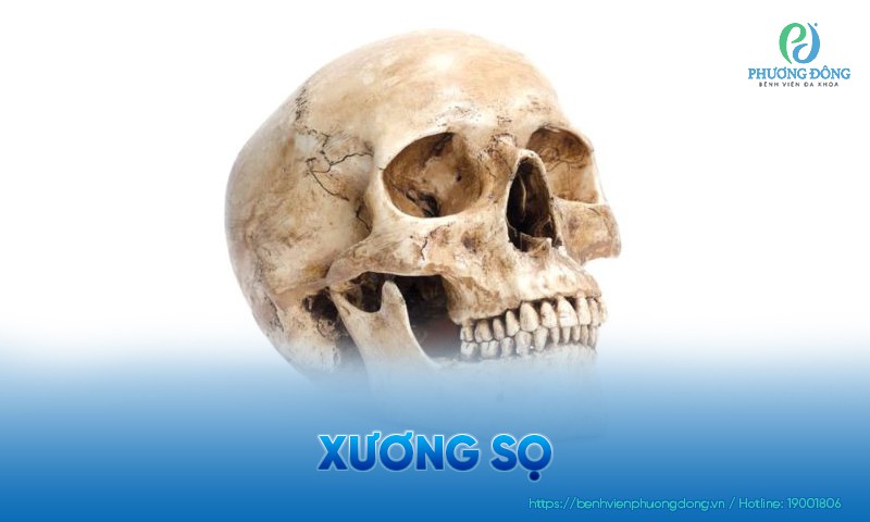 Xương sọ là gì? Cấu trúc, chức năng và nhóm bệnh lý liên quan