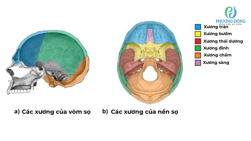 Giới thiệu các mặt xương quan trọng của hộp sọ