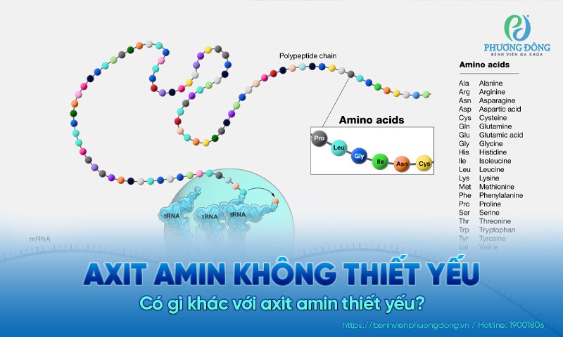 Axit amin không thiết yếu​ là gì? Có gì khác với axit amin thiết yếu​?