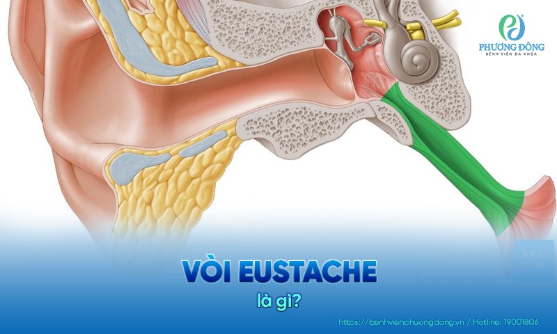 Vòi Eustache là gì? Những bệnh lý liên quan và hướng điều trị