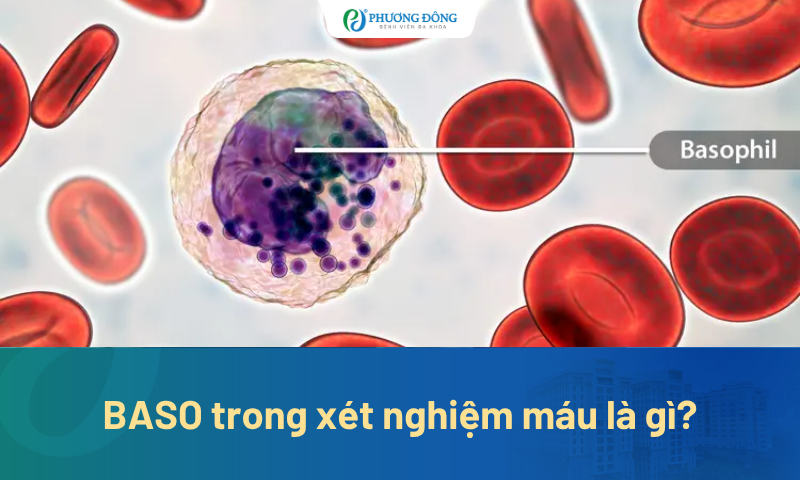BASO trong xét nghiệm máu là gì? Chỉ số BASO bất thường có sao không?