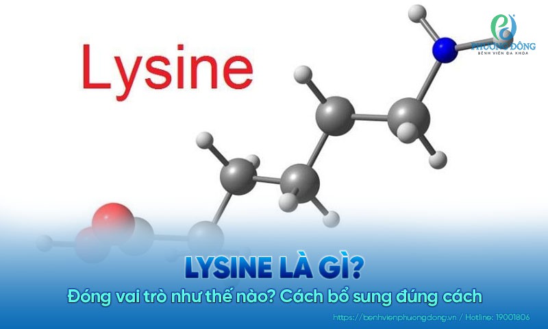 Lysine là gì? Đóng vai trò như thế nào? Cách bổ sung đúng cách