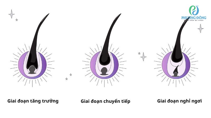 Chu kỳ 3 giai đoạn tăng trưởng của lông mi