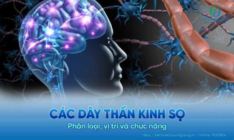 Các dây thần kinh sọ: Phân loại, vị trí và chức năng