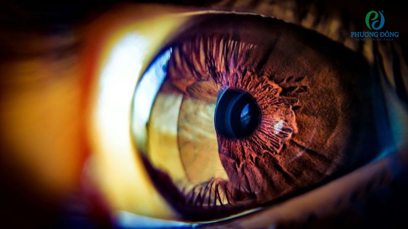 Con ngươi mắt có nhiệm vụ điều tiết lượng ánh sáng đi vào nhãn cầu
