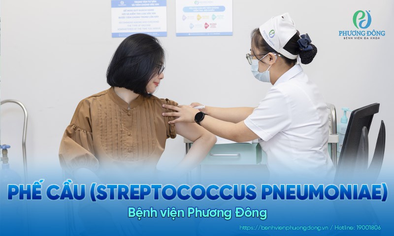 Phế cầu (Streptococcus pneumoniae)