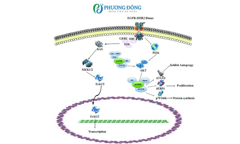 Vai trò của xét nghiệm hoá mô miễn dịch (IHC) dấu ấn HER 2 trong điều trị ung thư dạ dày 