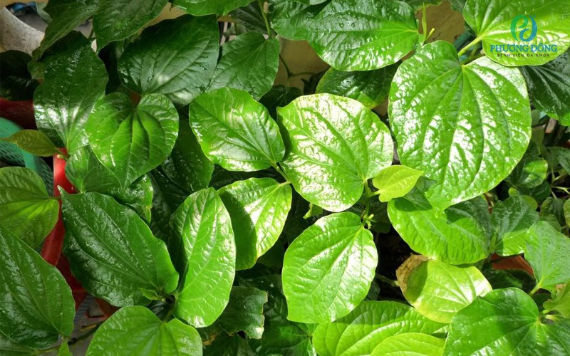 Hiệu quả trị viêm xoang bằng lá lốt còn phụ thuộc vào từng cơ địa và mức độ nghiêm trọng của bệnh