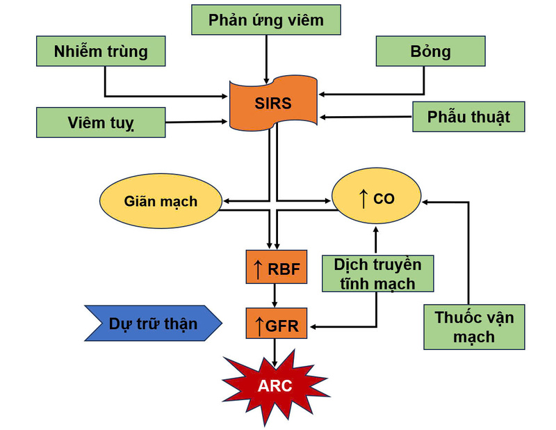 Tăng thanh thải thận và hiệu chỉnh liều kháng sinh ở bệnh nhân nặng