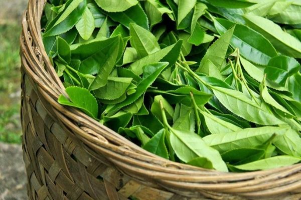 Thành phần từ lá trà xanh giúp kháng khuẩn hiệu quả