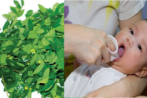 Các ba mẹ có thể áp dụng rau ngót để điều trị tưa lưỡi cho bé tại nhà