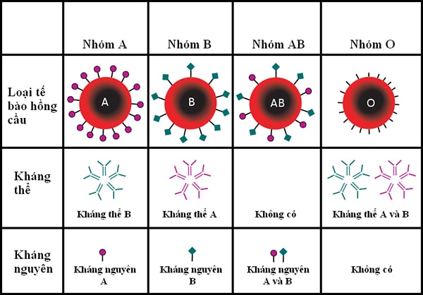 Nhóm máu theo hệ thống ABO bao gồm các kháng thể và kháng nguyên