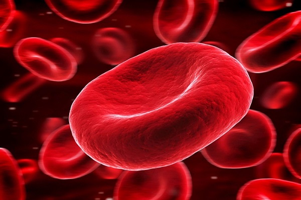 Hồng cầu là thành phần quan trọng trong máu