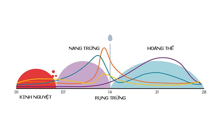 Làm thế nào để trứng rụng giúp tăng khả năng thụ thai?