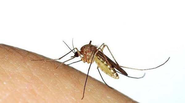 Loài muỗi Culex là ổ chứa virus viêm não Nhật Bản