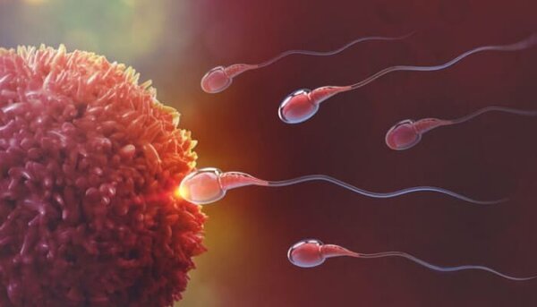 Tìm hiểu mô phỏng quá trình thụ thai và những lợi ích cho việc sinh sản