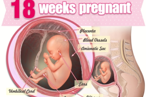Ở tuần thai nhi thứ 18 có thể xác định chắc chắn giới tính thông qua siêu âm