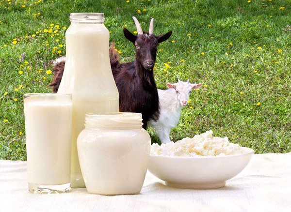 Sữa dê với hàm lượng chất béo dễ tiêu hóa hơn nên phù hợp với người bệnh trào ngược dạ dày.