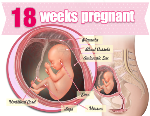 Tìm hiểu Thai 18 tuần nặng bao nhiêu trong quá trình mang thai