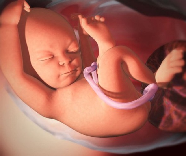 Chu vi vòng đầu của thai nhi phản ánh sự phát triển của bé qua từng thời kỳ
