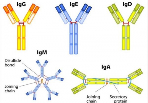 Chỉ số IgG là gì? Định lượng của kháng thể IgG trong cơ thể người