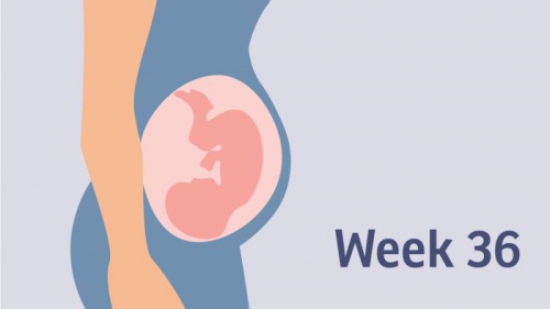 Những điều mẹ bầu cần biết về thai nhi 36 tuần