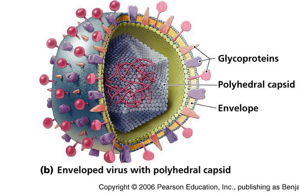 Hình ảnh virus Varicella Zoster gây bệnh thủy đậu