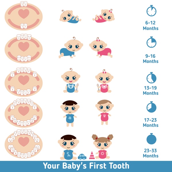 Quá trình mọc răng sữa theo đúng trình tự của trẻ