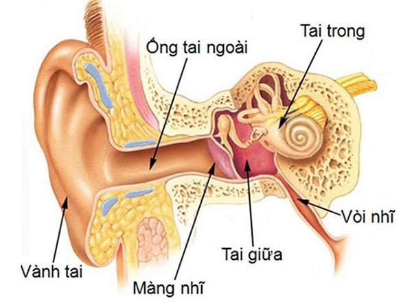 Vị trí của ống tai ngoài