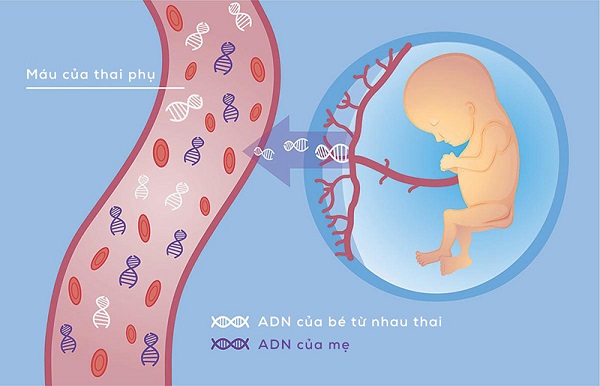  Xét nghiệm NIPT có thể được thực hiện từ tuần thứ 9, 10 của thai kỳ